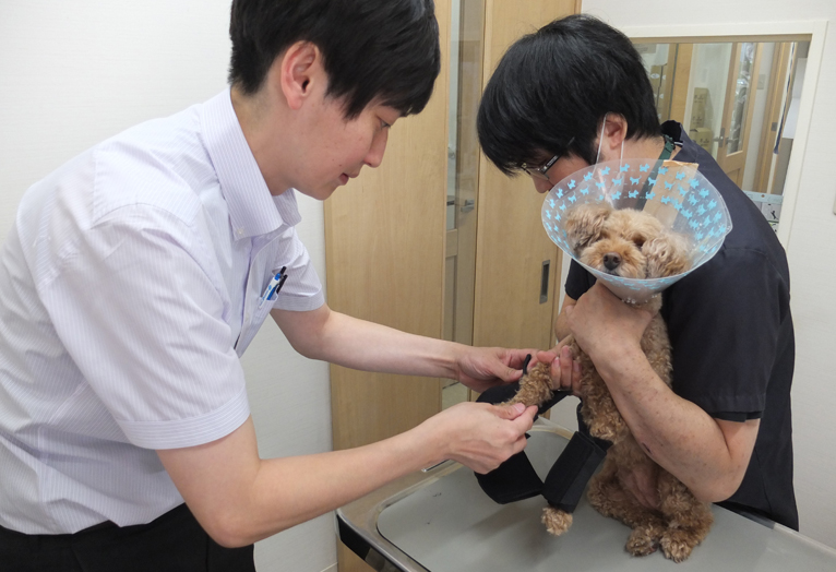 【1】足が不自由になったトイプードルのリリーちゃんに初めて補助器具（5万円）をつける。