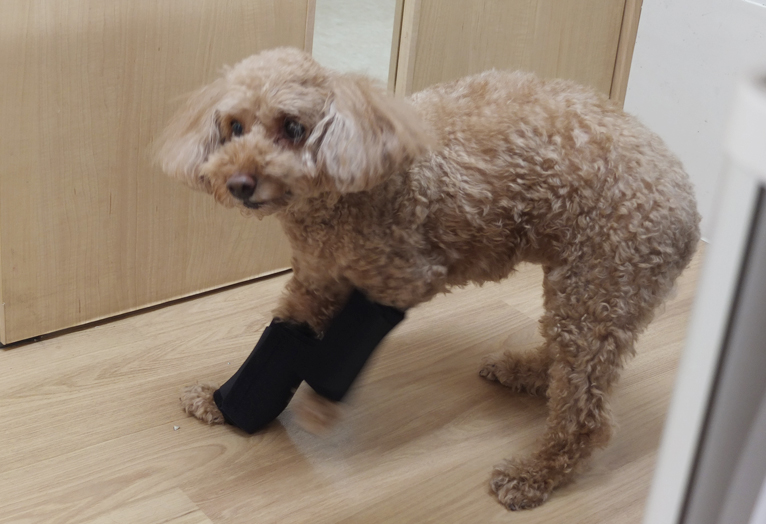 【2】立とうとするが、装具に違和感を覚えるのか、怯えた様子のリリーちゃん。