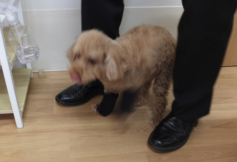 【3】怖がって後ずさり、島田さんの足の間に隠れてしまう。