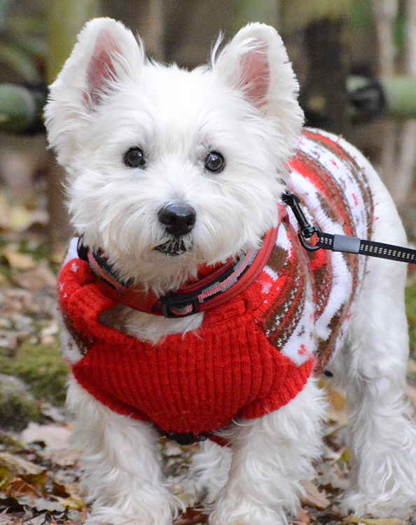 愛犬の小春ちゃんも今年3月、12年の命を全うして旅立った