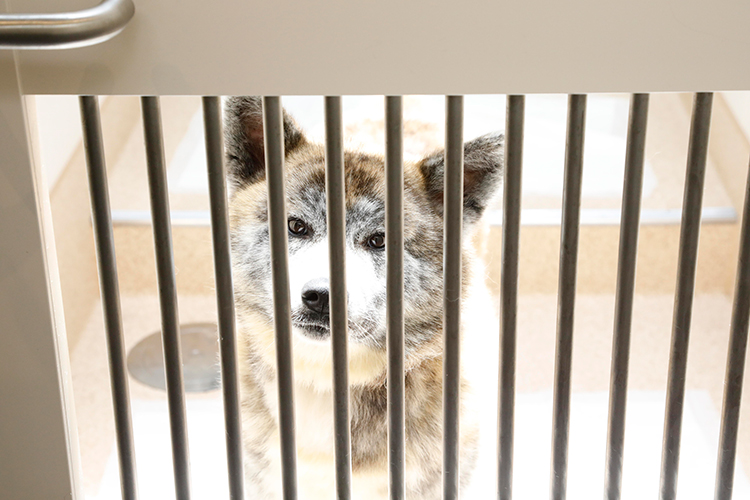 犬舎はすべて個室の神奈川県動物愛護センター（撮影／高橋進）