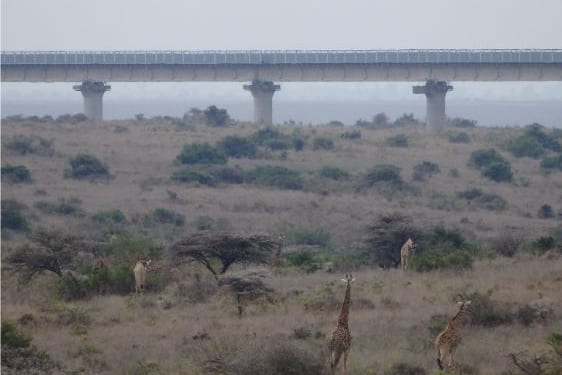 サバンナを突っ切る“中華鉄道”の高架橋。手前には野生のキリン（撮影：安田峰俊）