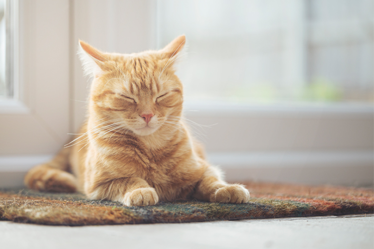 リラックスしておらず、浅い眠りの状態。警戒心の強い猫に多い寝相（Ph:Getty Images）
