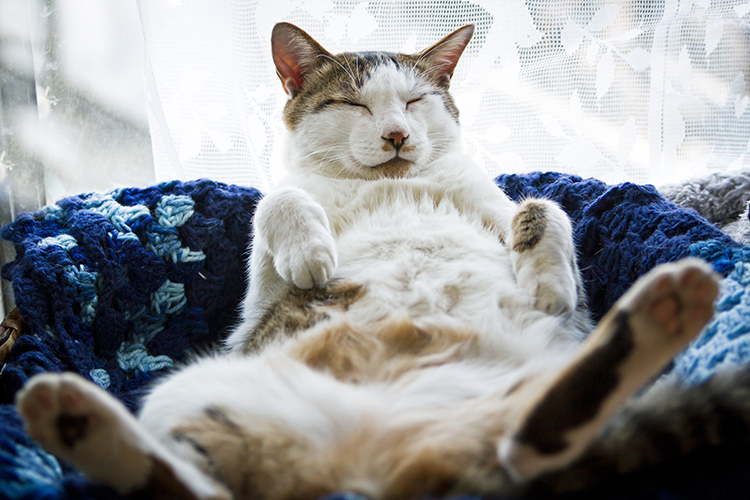 リラックスした状態。比較的大らかな性格の猫に多い寝相（Ph:Getty Images）