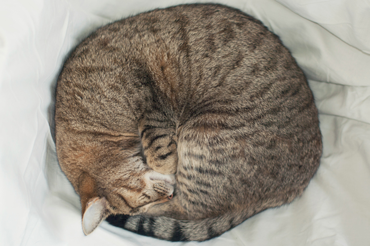 丸まった状態の“アンモニャイト”。警戒心が働いている時や体調不良の時、寒い時などにこの寝相をとる（Ph:Getty Images）