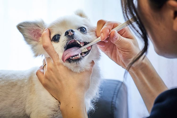 ペット歯ブラシ初となる天然毛を使用。『ミガケンデ』のネーミングには、大阪らしい親しみやすさを込めたという