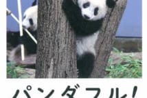 安住紳一郎アナも泣いた!? パンダ愛好家の著者が綴る、その魅力と奥深き世界