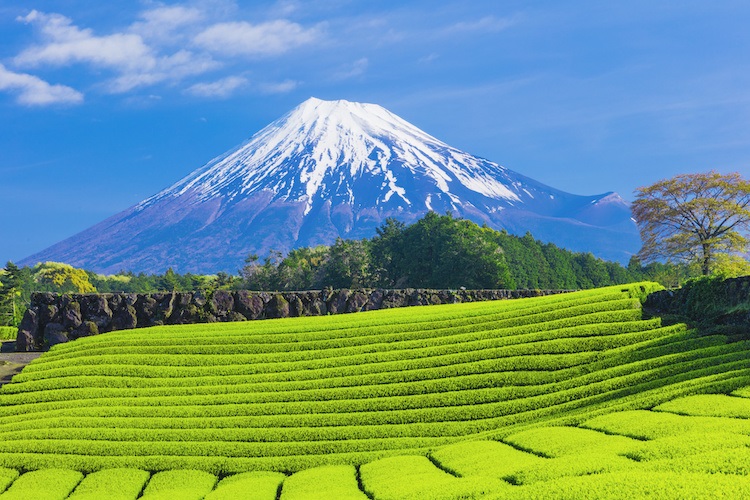静岡県の茶畑から富士山を臨む
