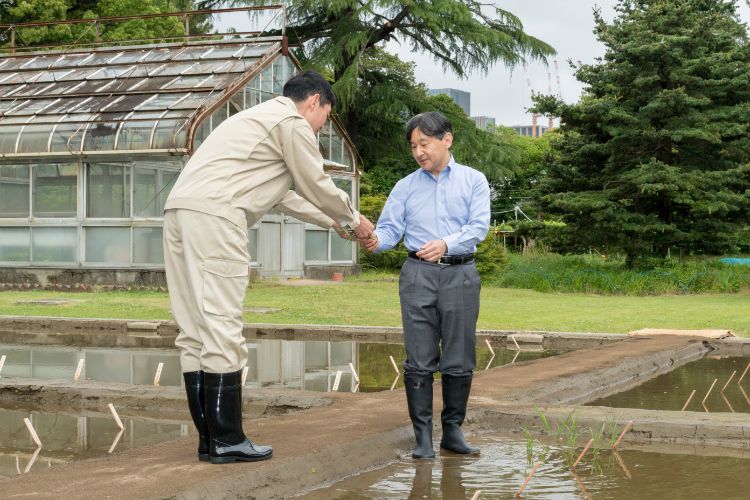 田植えをされる天皇陛下（撮影／JMPA）