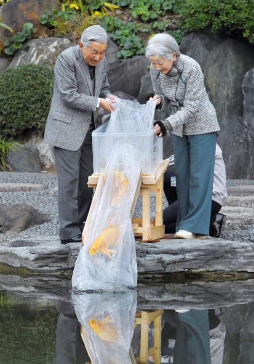 2018年に上皇上皇后両陛下はヒレナガニシキゴイを放流。退位を前に、池のコイをもう少し増やしたいというお気持ちからだった（時事通信フォト）