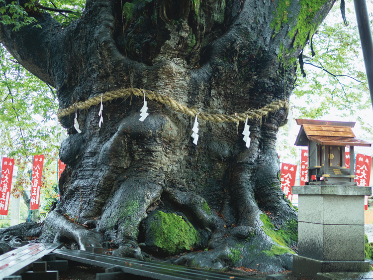 樹齢1000年超と推定される御神木