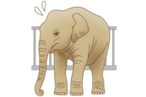 動物園のゾウは運動不足でピンチ 野生の方が長生き傾向