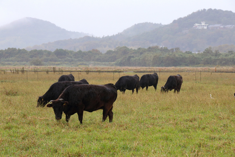 山口市秋穂地区の耕作放棄地で悠々と草を食む放牧牛