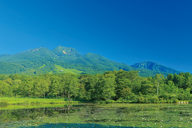 妙高山には緑があふれる
