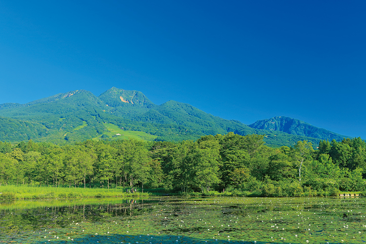 妙高山には緑があふれる