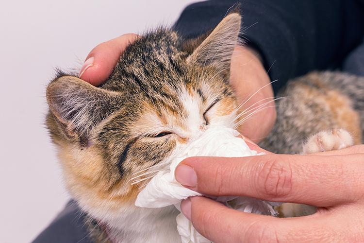 鼻血が出た場合、顔を少し上に向けた状態で鼻をティッシュペーパーなどで圧迫する。血が止まったらすぐに動物病院へ（Ph:Getty Images）