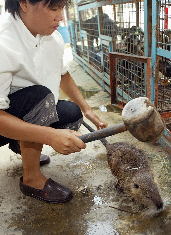 2002年のSARS流行時、市場のミズネズミを木槌で叩く料理人（写真／AFP＝時事）