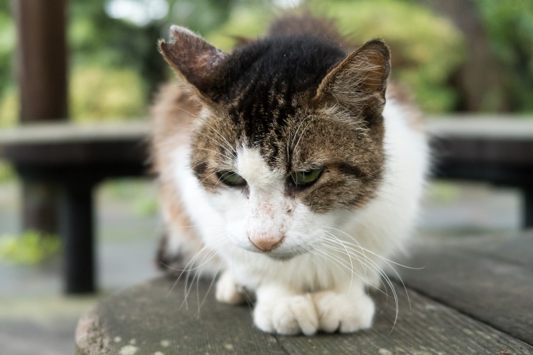 避妊・去勢手術済みの野良猫は、耳がV字にカットされている。これは野良猫が増えすぎないための、ボランティア活動の一環で、全国に広まりつつある（麻酔が効いている時に切るので、痛みはないという。写真／GettyImages）