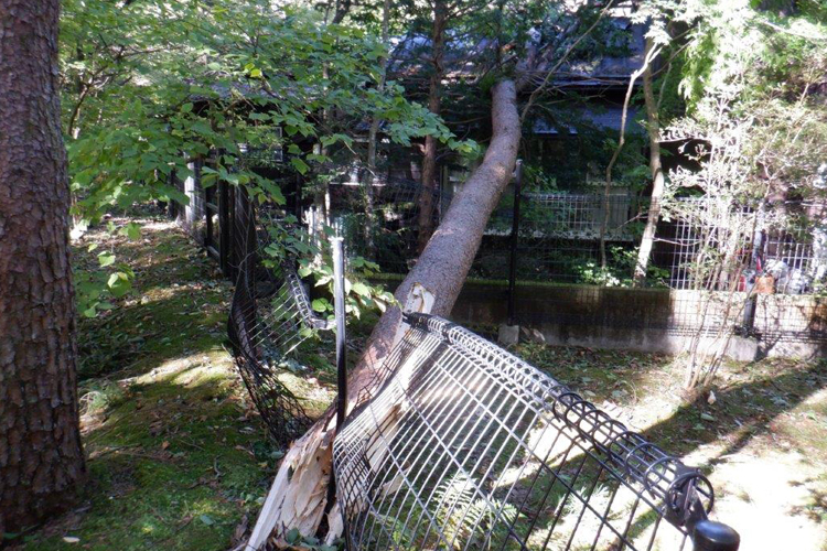 巨木はフェンスもなぎ倒し、Aさんの家の屋根へ