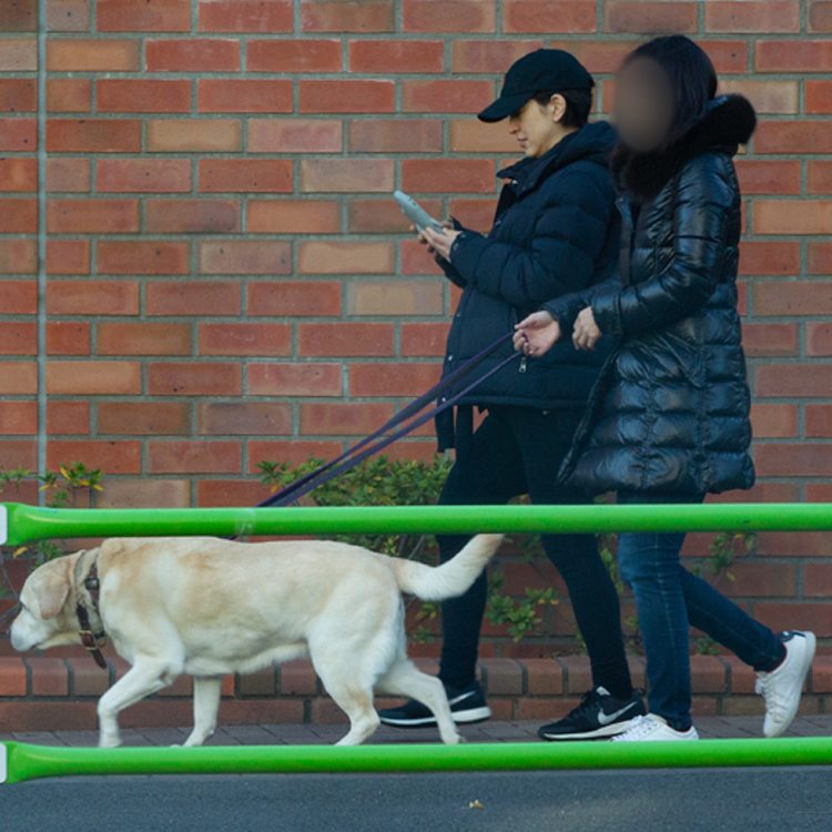 愛犬の散歩をする滝クリ