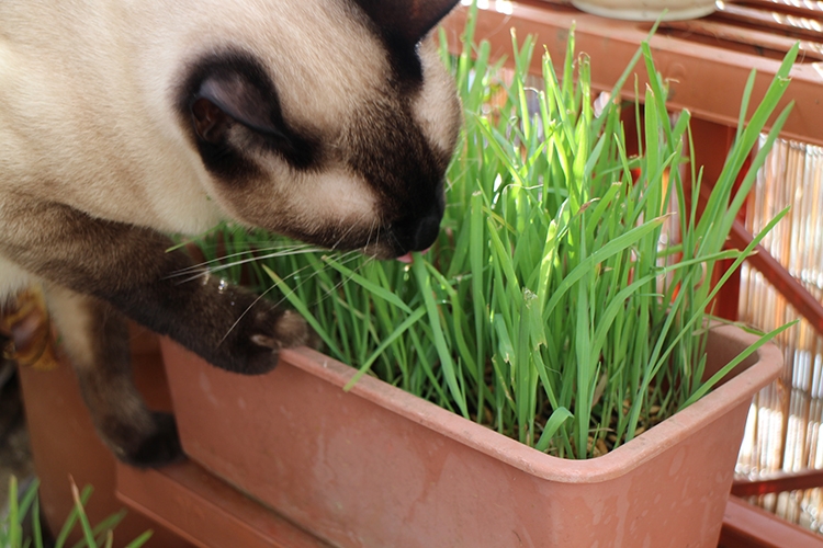 猫草の種類として最もポピュラーなのが「燕麦」。イネ科の植物で、ビールやウイスキーなどの原料としても使われる
