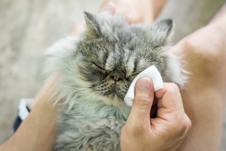 猫の目に異常があったらそれは…（写真／GettyImages）