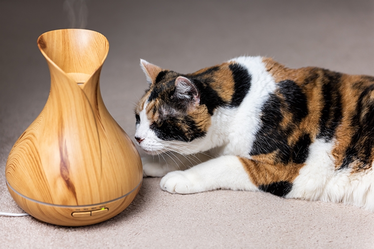 猫にも癒しの効果を持つアロマ（写真／GettyImages)