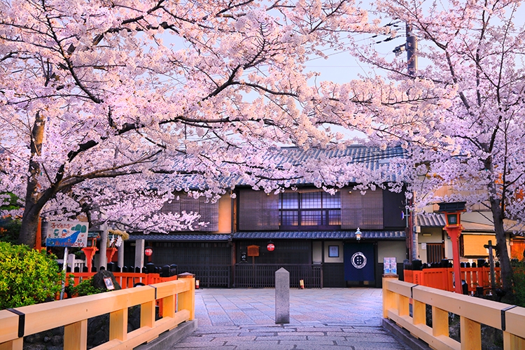 祇園白川沿いの桜（写真／アフロ）
