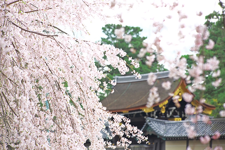 平安から令和へと時代を超えて咲き誇る（写真／AFLO）