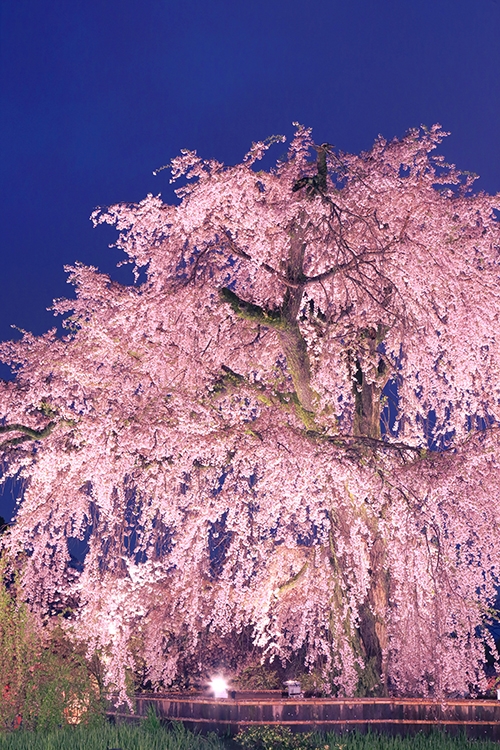 すぐそばに桜の名所が2か所（写真は丸山公園）