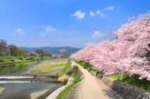 散歩しながらの花見に最適な賀茂川（写真／アフロ）