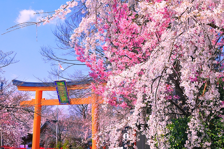 京都の春の訪れを告げる早咲き桜（写真／AFLO）