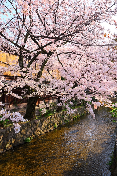 水の流れに降り注ぐソメイヨシノの桜並木（写真／AFLO）