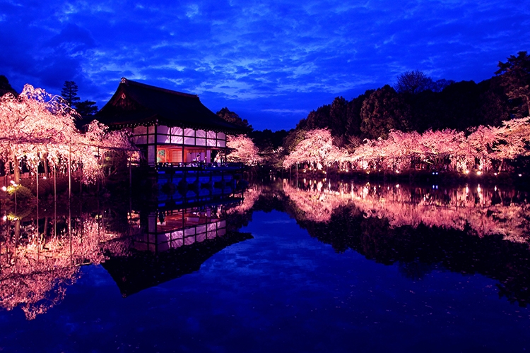 夜桜が輝く平安神宮（写真／AFLO）