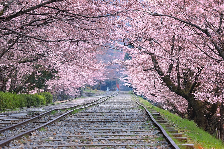 桜並木を見ながら線路を歩くことができる（写真／アフロ）