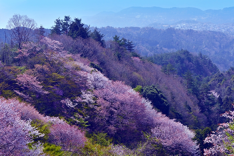 比叡山の山桜（写真／アフロ）