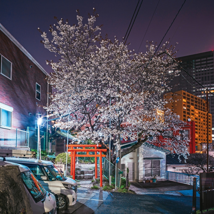 聖地に咲く桜は美しい