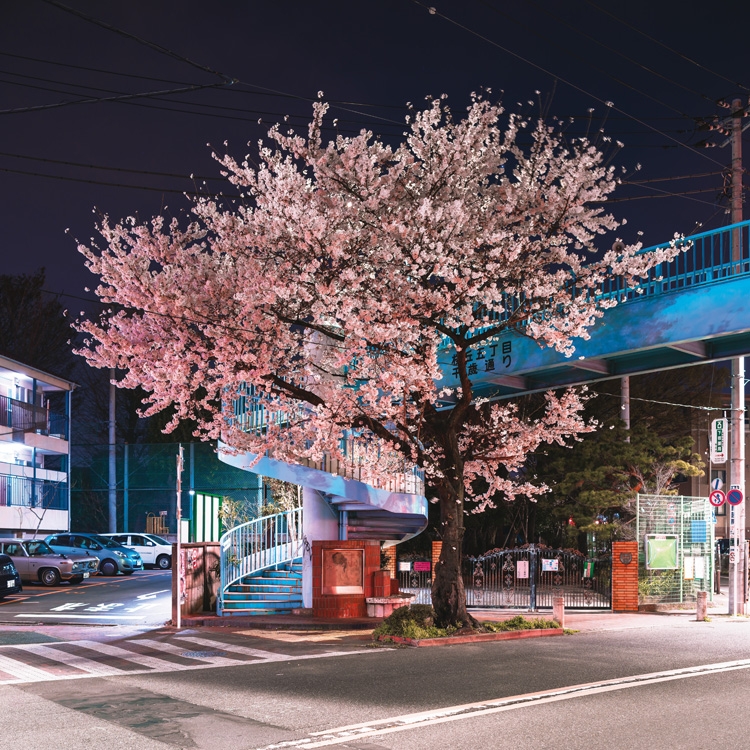 往来する脇の桜も美しい