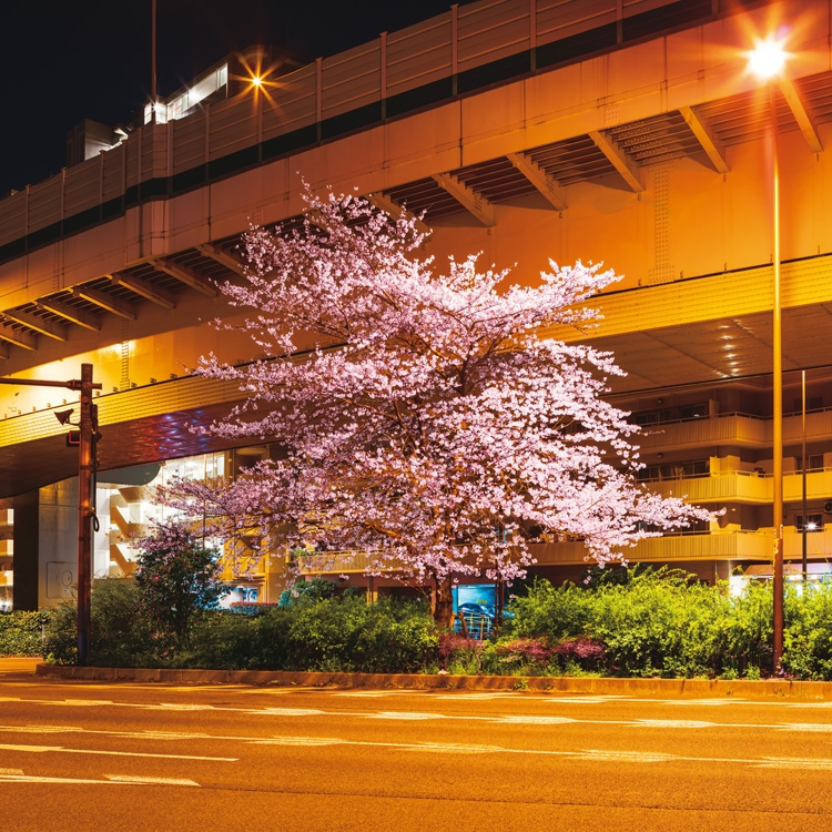 高架下で咲く桜