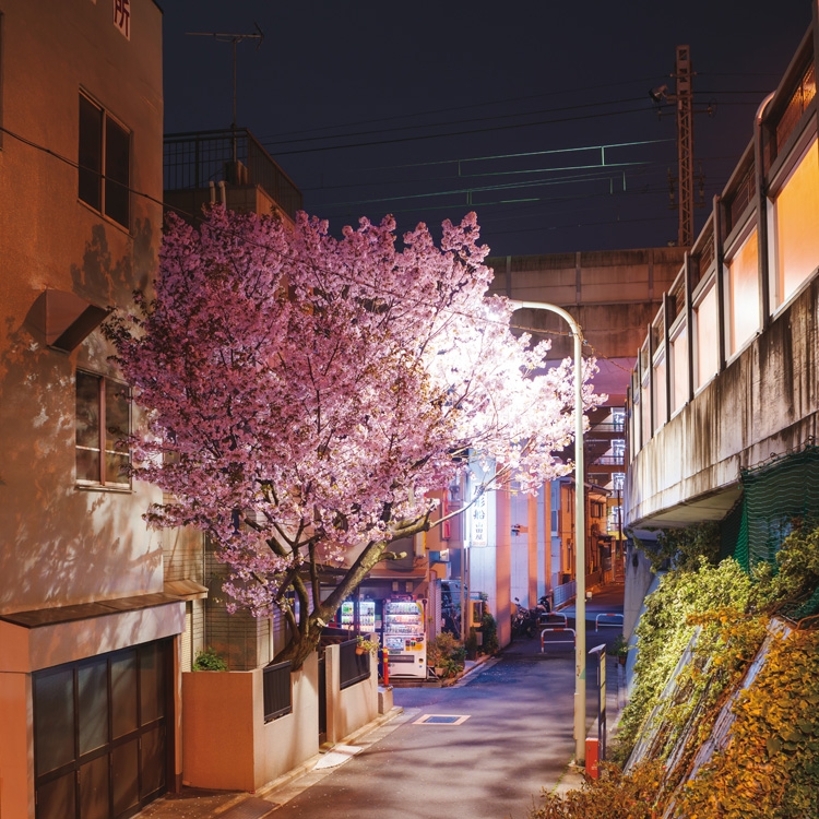 家屋からはみ出して咲く桜