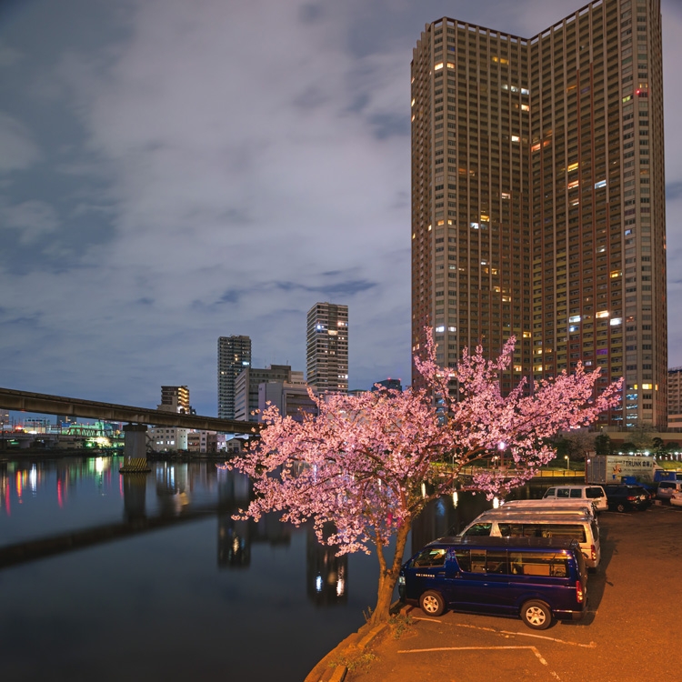 水辺の桜はどこか幻想的