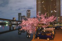 『君の名は。』モデル地等7本　ポツンと一本咲く「野良桜」