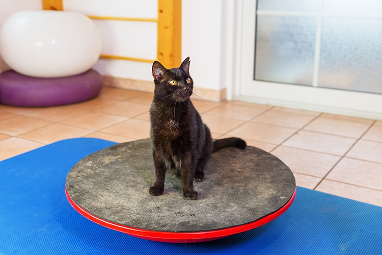 バランスボードを使用してトレーニングをする猫（Ph:Getty Images）