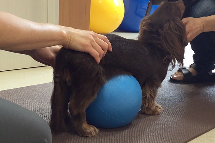 椎間板ヘルニアの手術後のリハビリ風景（写真提供／D&C Physical Therapy）