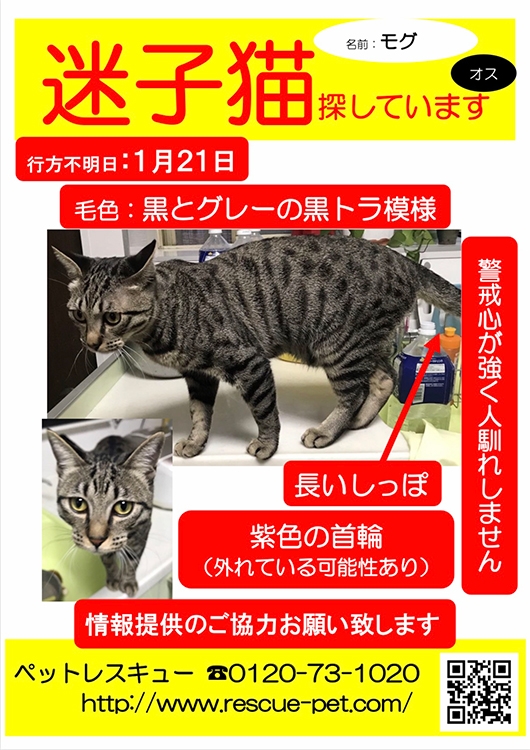 チラシには、いなくなったペットを探す飼い主の切実な思いが表れる。SNSでの捜索が増えた昨今でも、ポストへの投函は有効だ