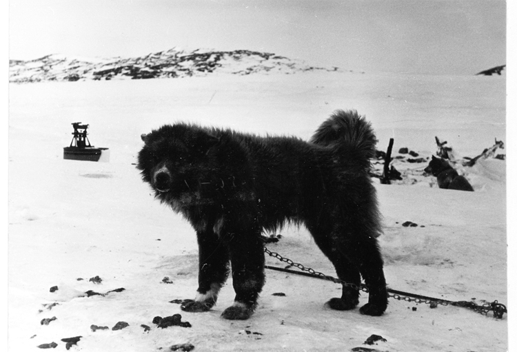 タロとジロの奇跡から60年 南極物語 に第3の犬がいた Newsポストセブン