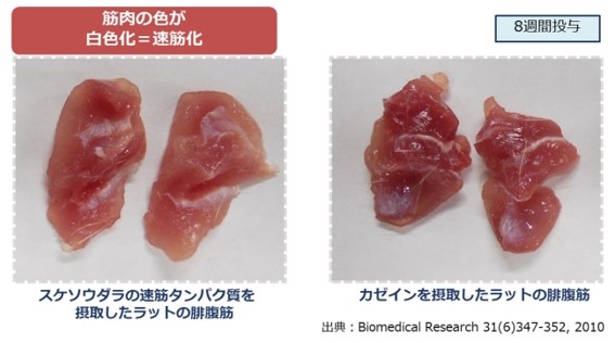 左の筋肉は白くなっている。速筋が増加したためだ