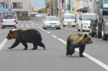 2010年、北海道の商店街に現れたヒグマの親子（斜里町提供／時事通信フォト）