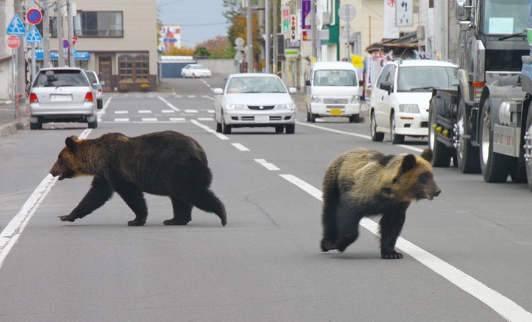 北海道の不安 外出自粛が徹底されヒグマが出没しやすい環境に Newsポストセブン