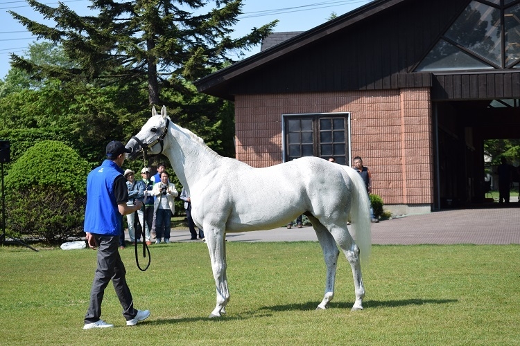 種牡馬としても活躍するクロフネ